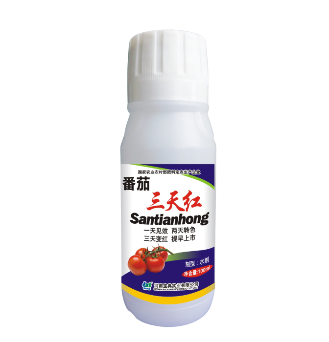 番茄三天红