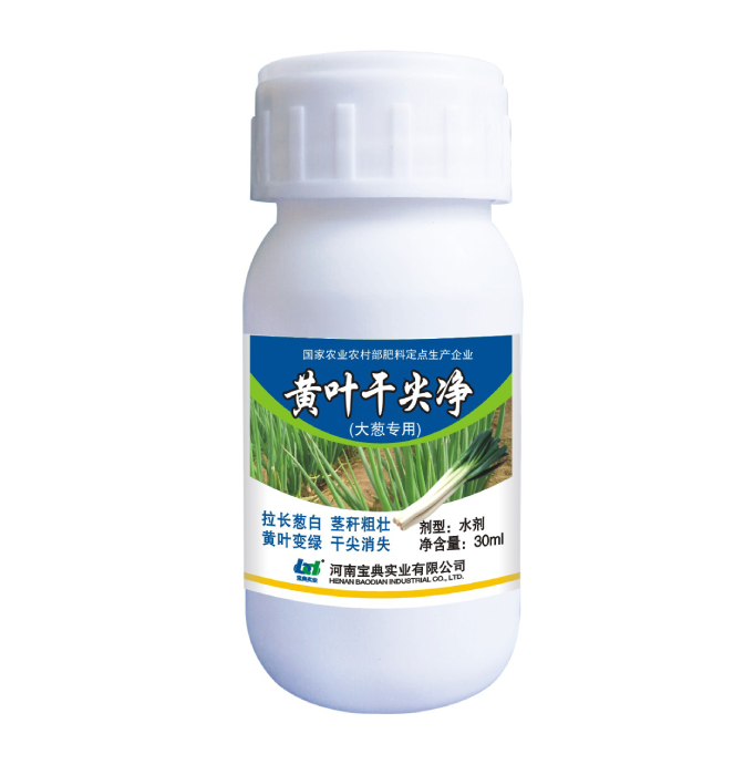 大葱黄叶干尖净